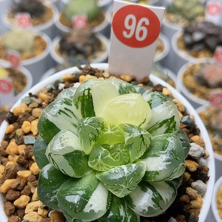 玛淋琳锦9611111111111