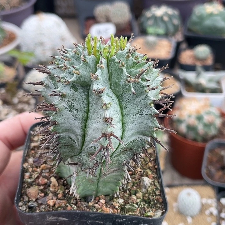 用***6白衣魁伟玉仙人球