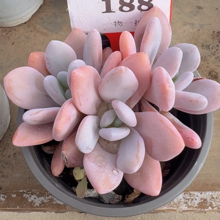 粉兔188多肉植物