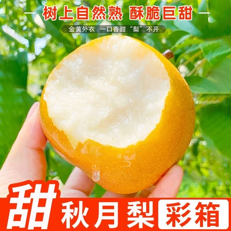 正宗头茬山东秋月梨新鲜应季水果脆甜多汁现摘现发
