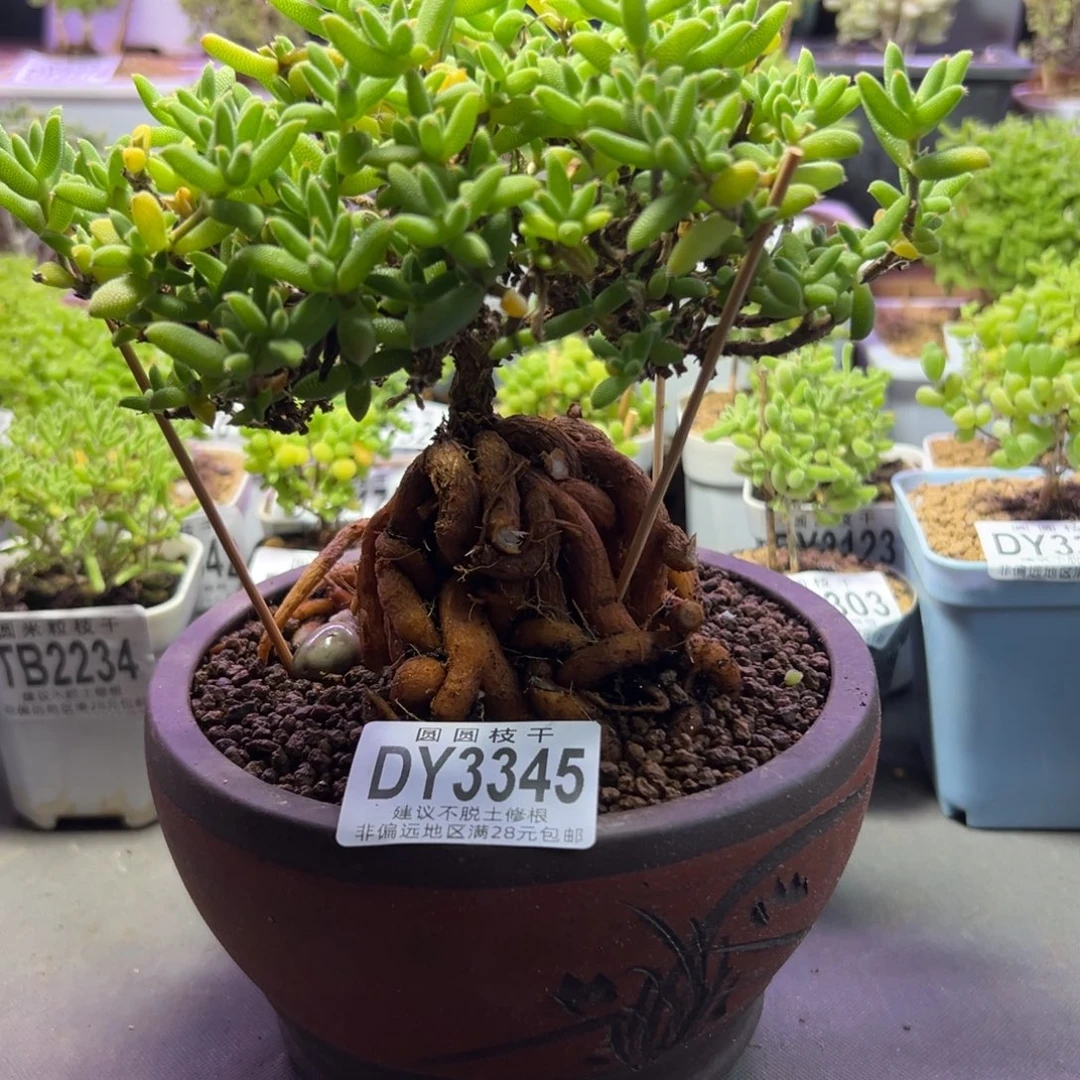 3345老桩玉米福利不含盆