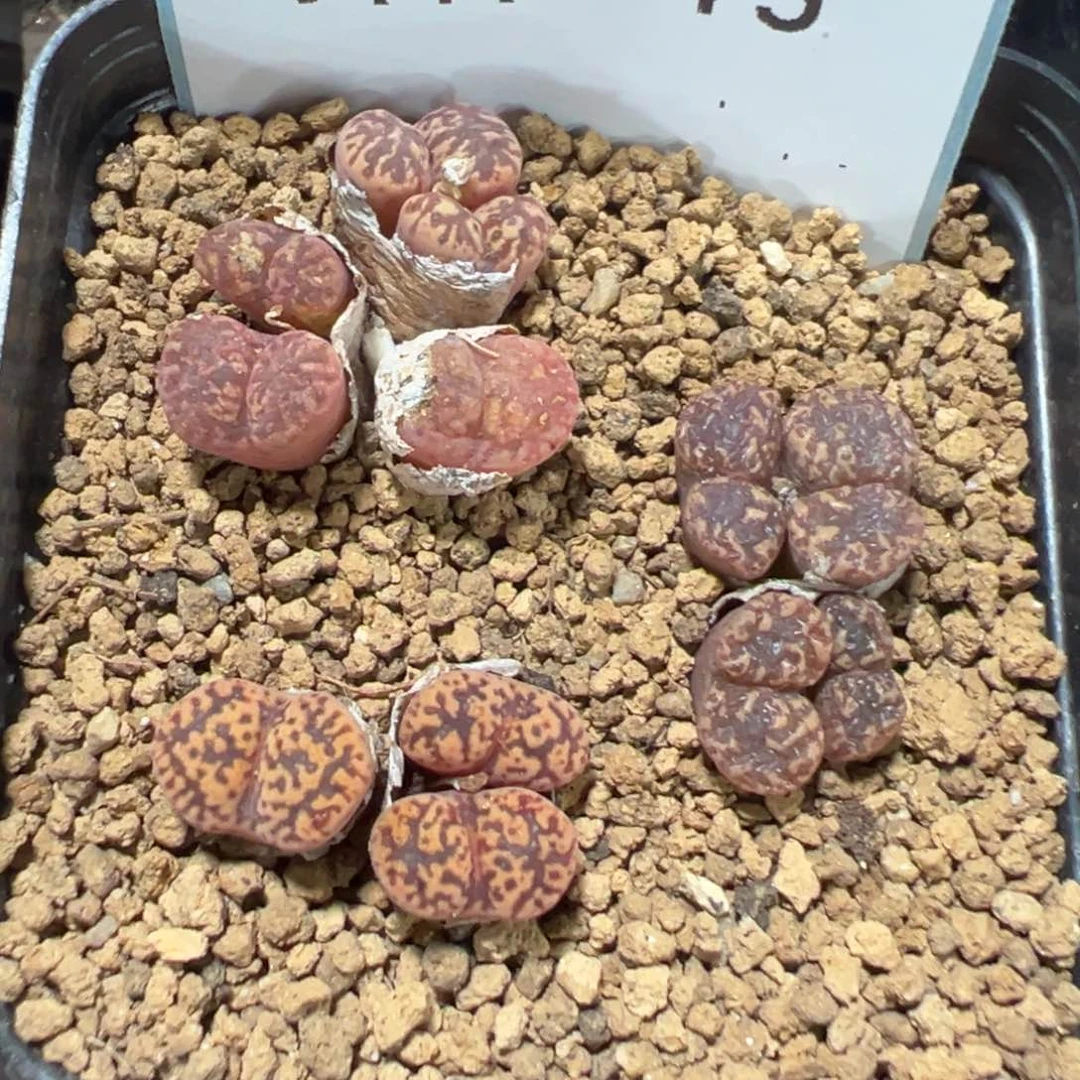 3-75肉锥多肉植物，