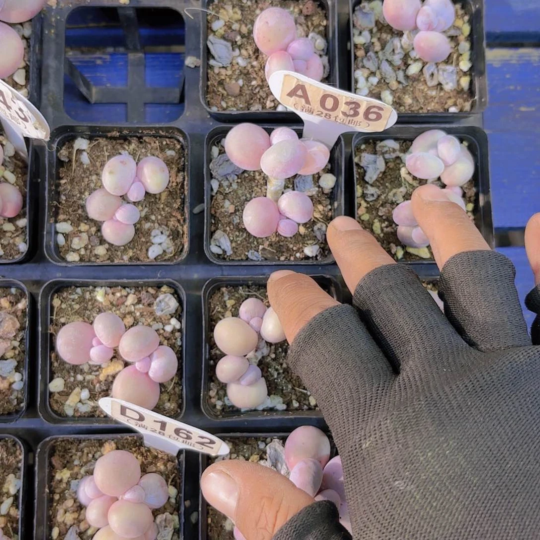 打****人A036水光针一物一拍