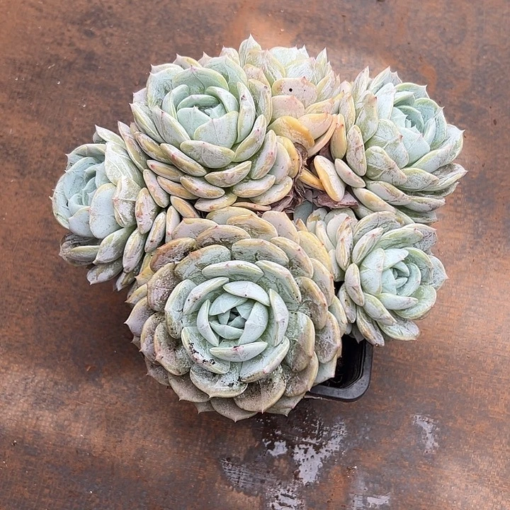 劳林朵朵多头多肉