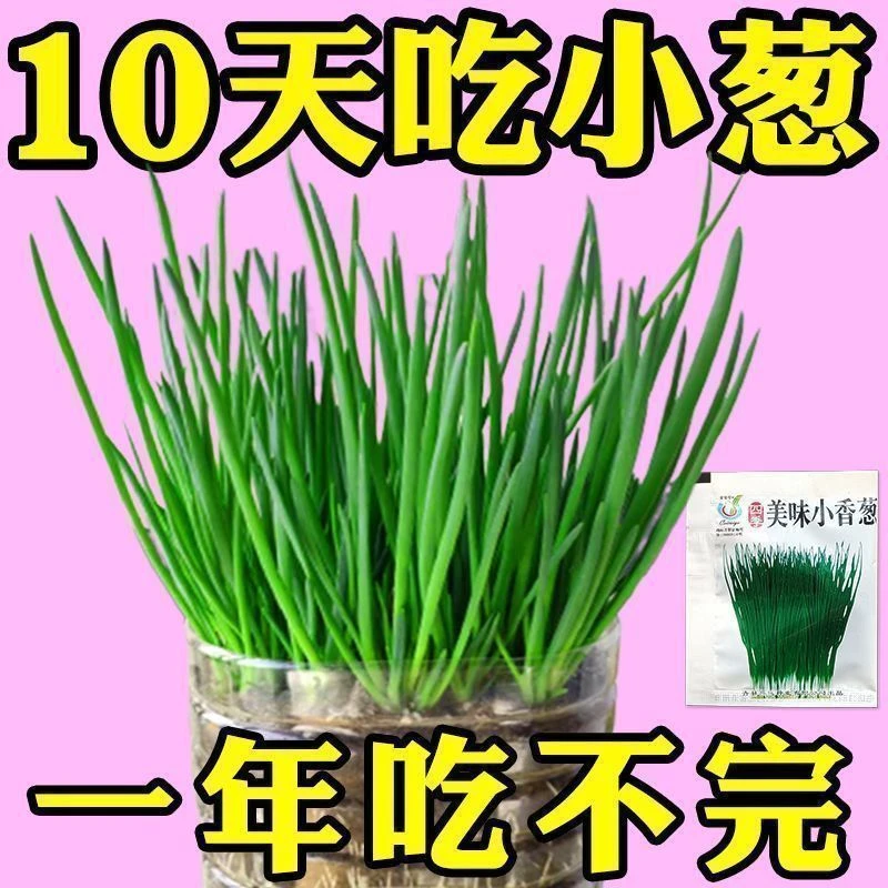 四季速生小香葱种子盆栽家庭蔬菜易种高产庭院阳台室内庭院子籽