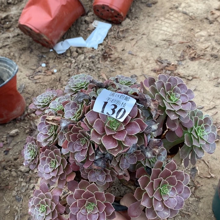 130荷兰玫瑰手捧4