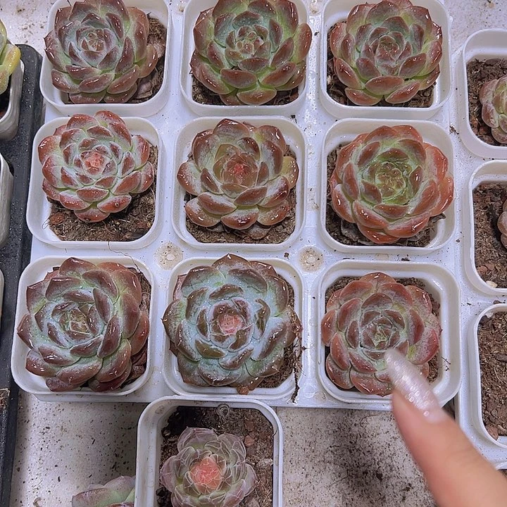 精品厚叶冰魄19包邮多肉植物