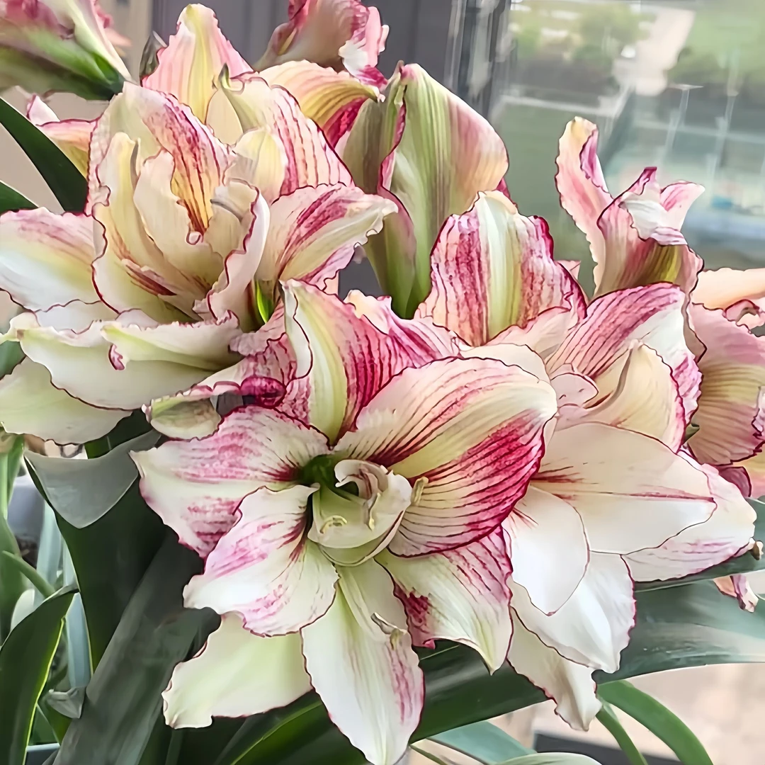【安吉拉】进口重瓣朱顶红种球花卉种植原生根系浓香大花盆栽室内外