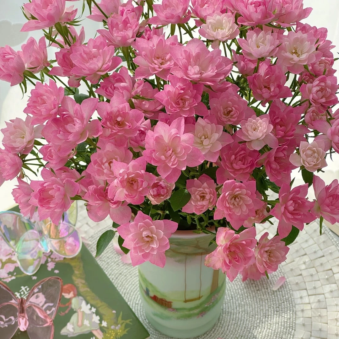 稀有【天荷繁星9枝+1枝防损】把头小，小花苞，三扎包邮