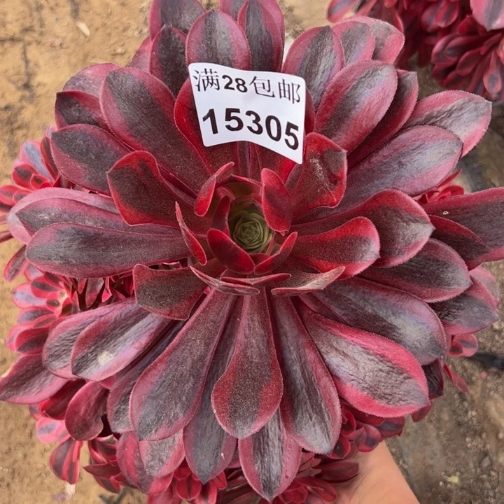 15305美杜莎多肉植物