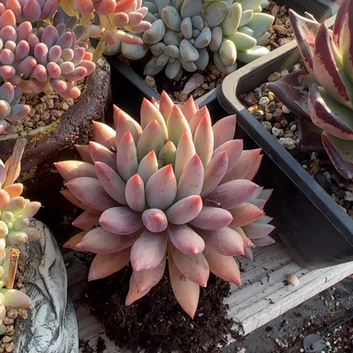 水晶球四年老桩多肉五十包邮