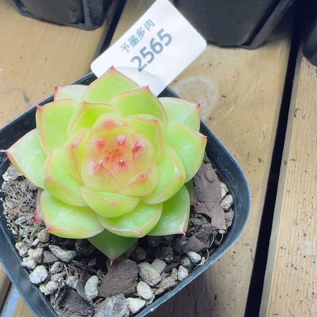雀金，2565多肉植物