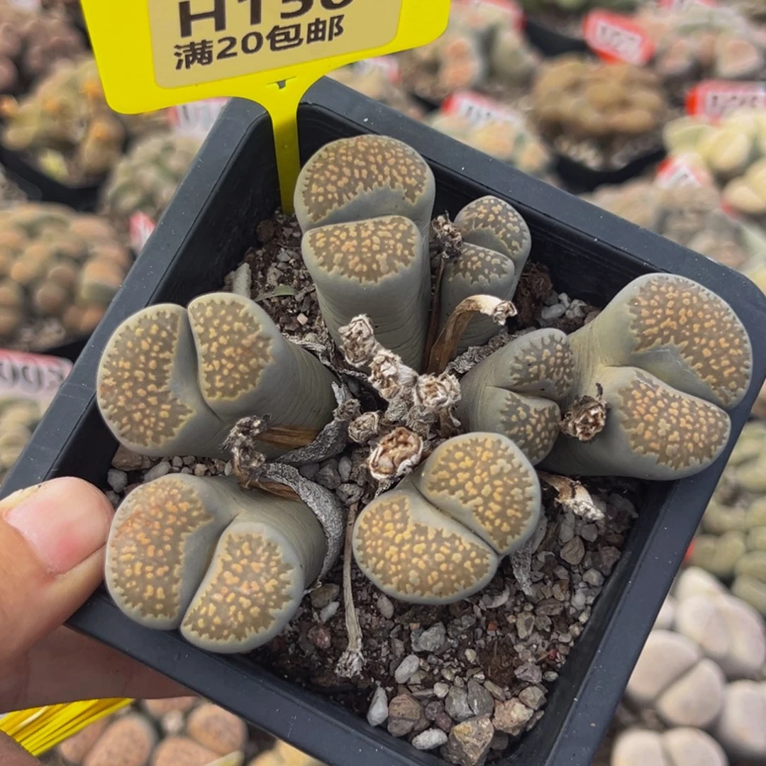 150生石花大群生大群生