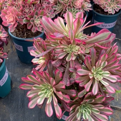 红桐白多肉植物027