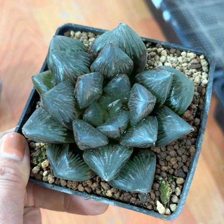 赤焰换盘白多肉植物