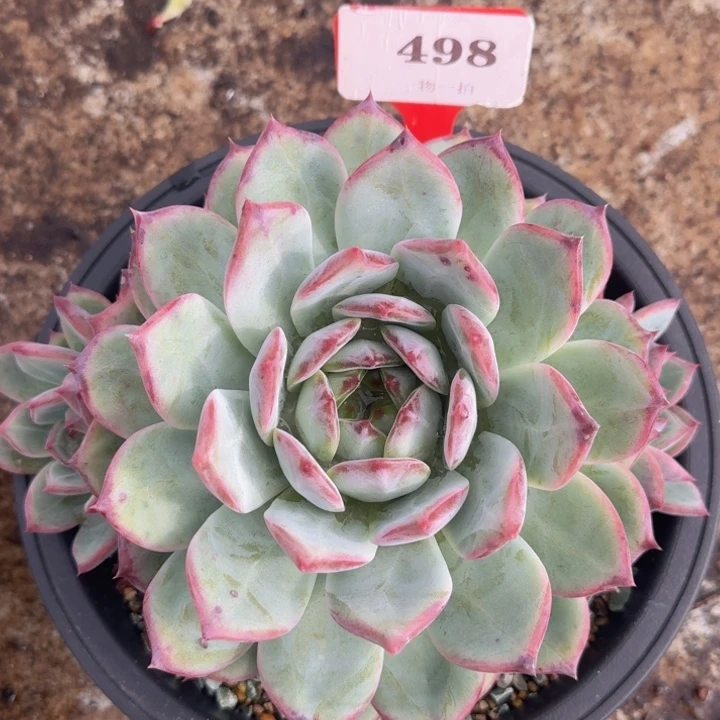 红拉糖498多肉植物一物一拍