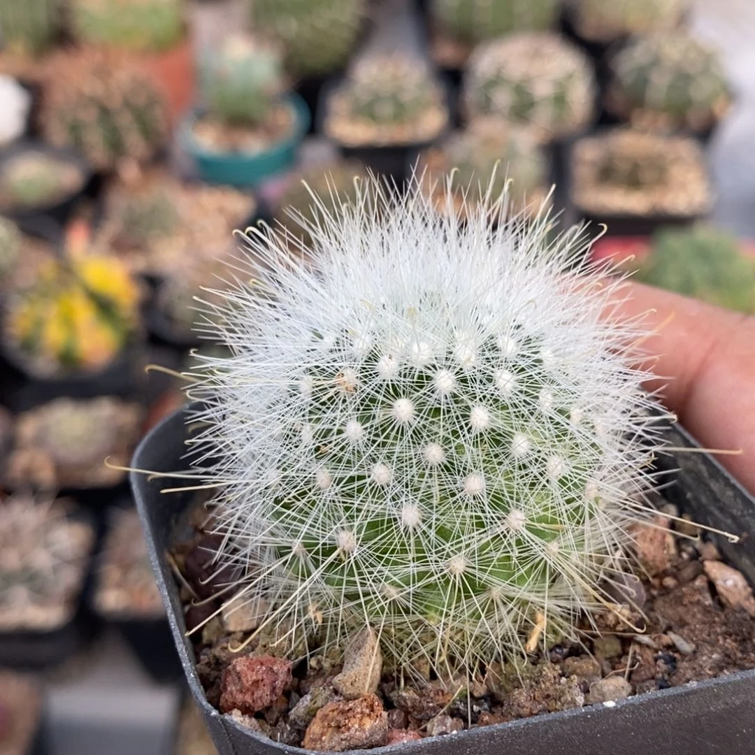 植播园艺优选月宫殿