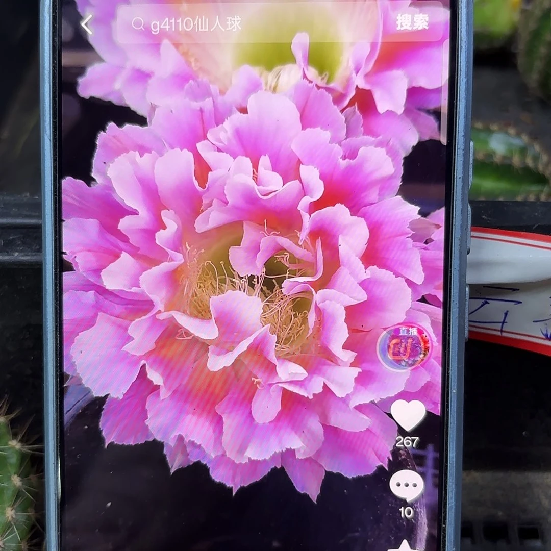 云羽无根侧牙高五公分22