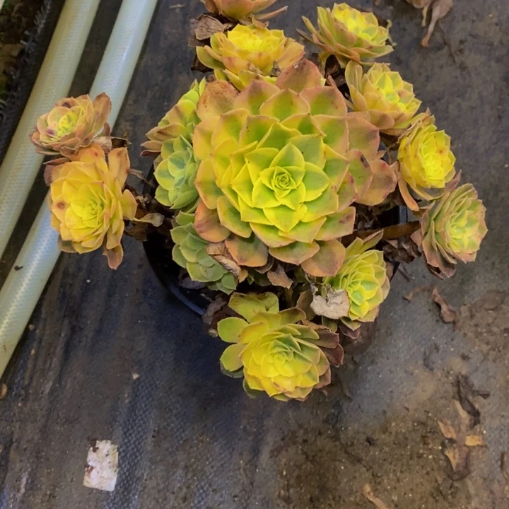 秀***姐雨荷多肉断头不包1596