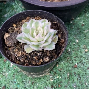 秋可园艺 紫蝴蝶锦