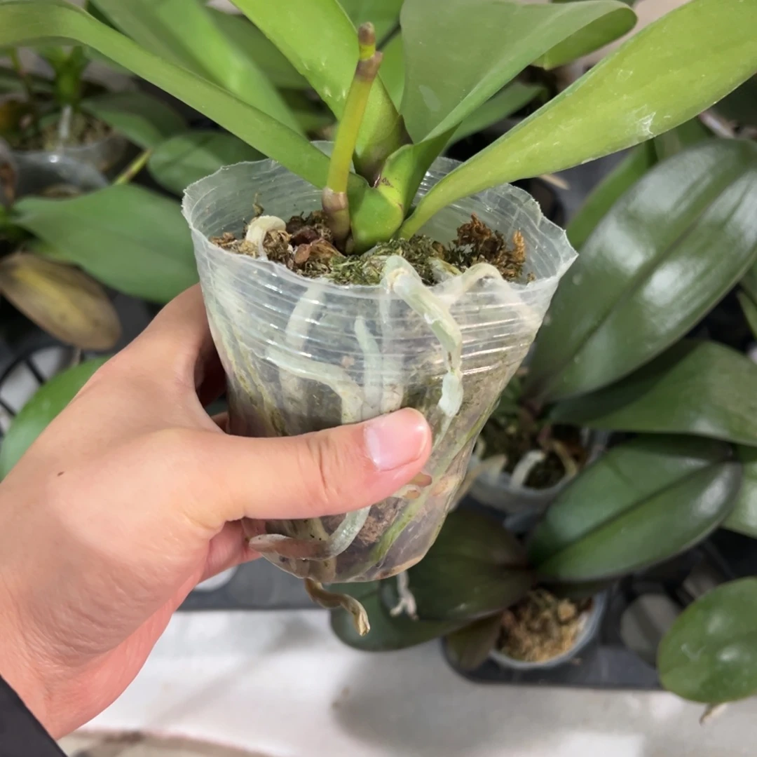 当前无花栽培后可以开花盲盒带剑，凑单发货