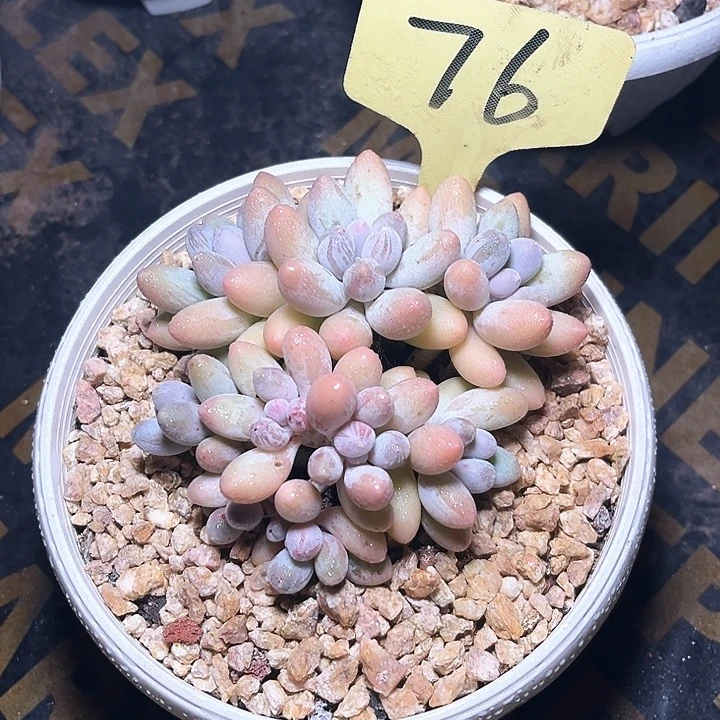 汤圆76号码牌子的话题了解