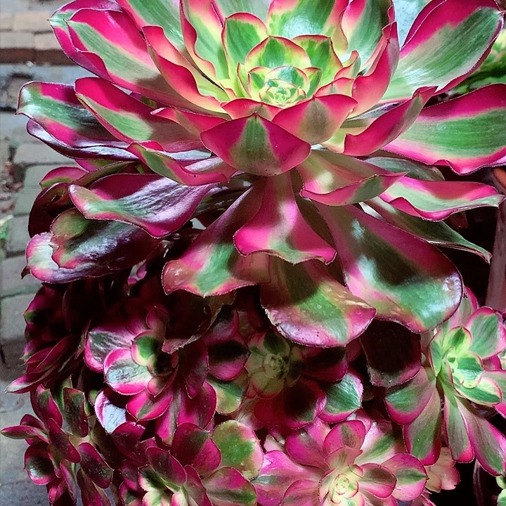 巫超白捧花，多肉植物