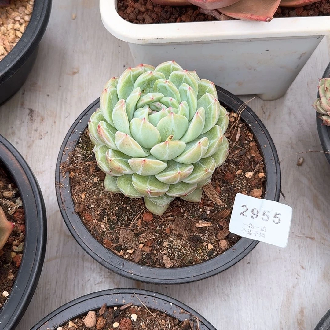 ?**?2955雪花珍妮多肉