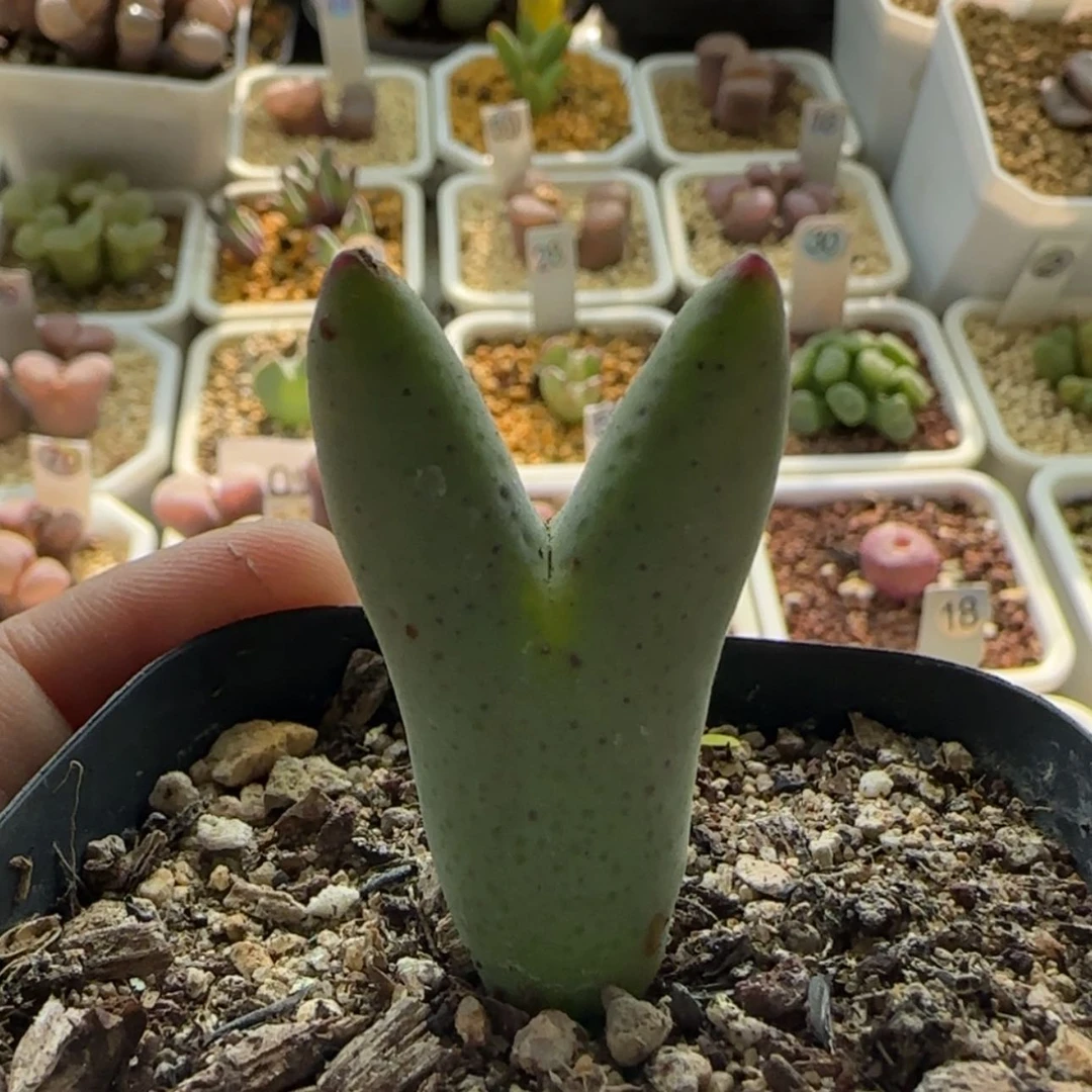 【闪购商品】1124毛将福利当天28包邮非偏远