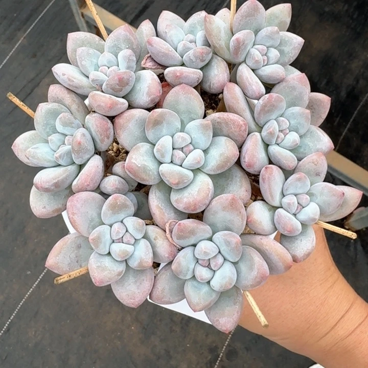 香水手捧花  开播福利多肉植物
