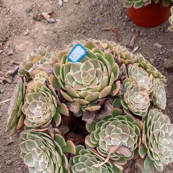 120粉花妖多肉植物