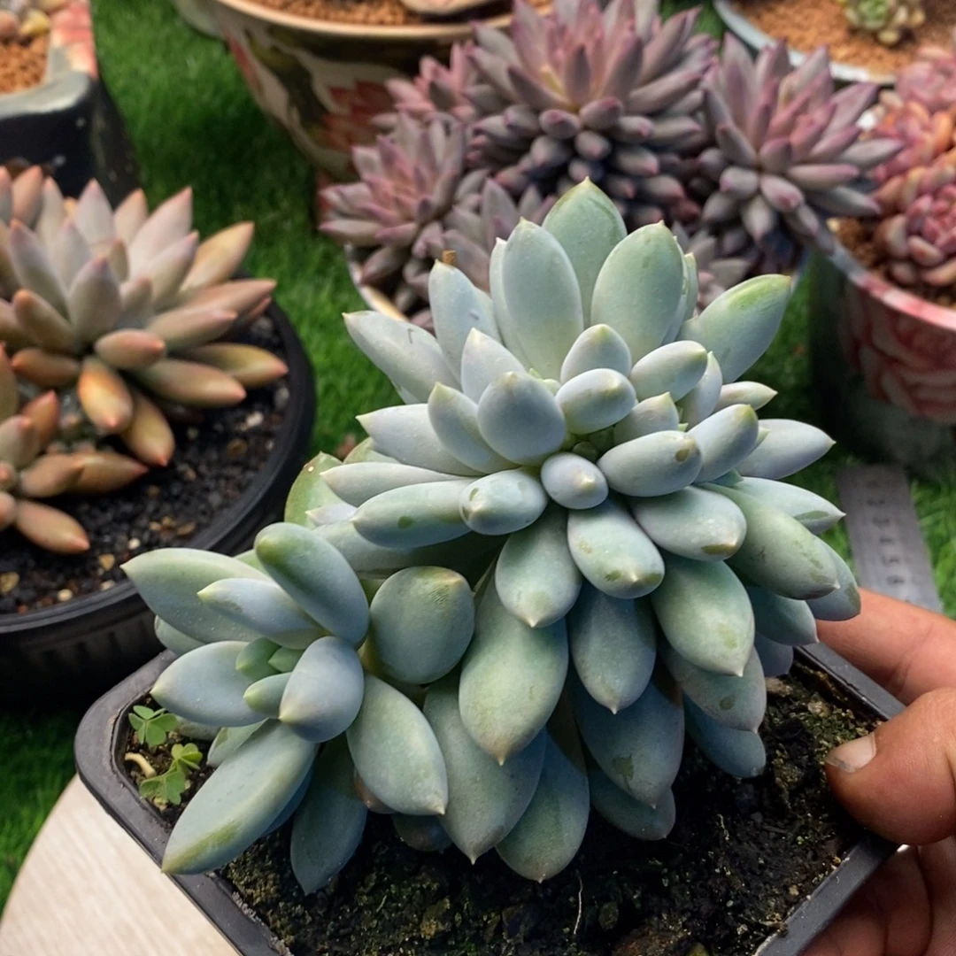 哥特萝莉缀化实生