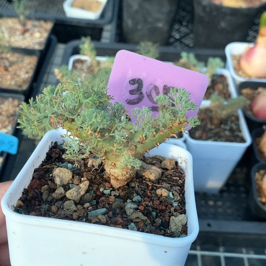 白皮月界多肉植物