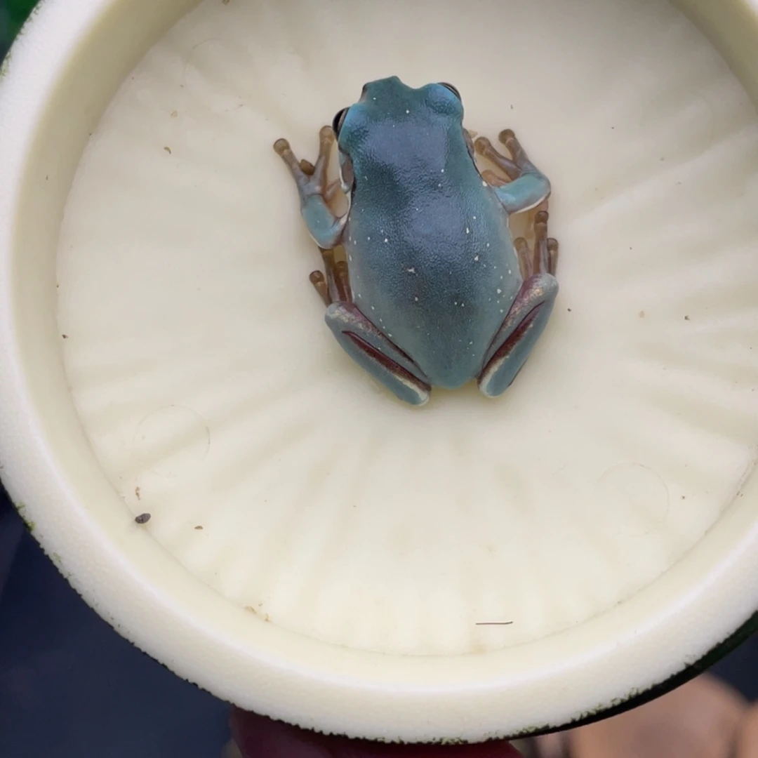 老爷树蛙4号宝石蓝