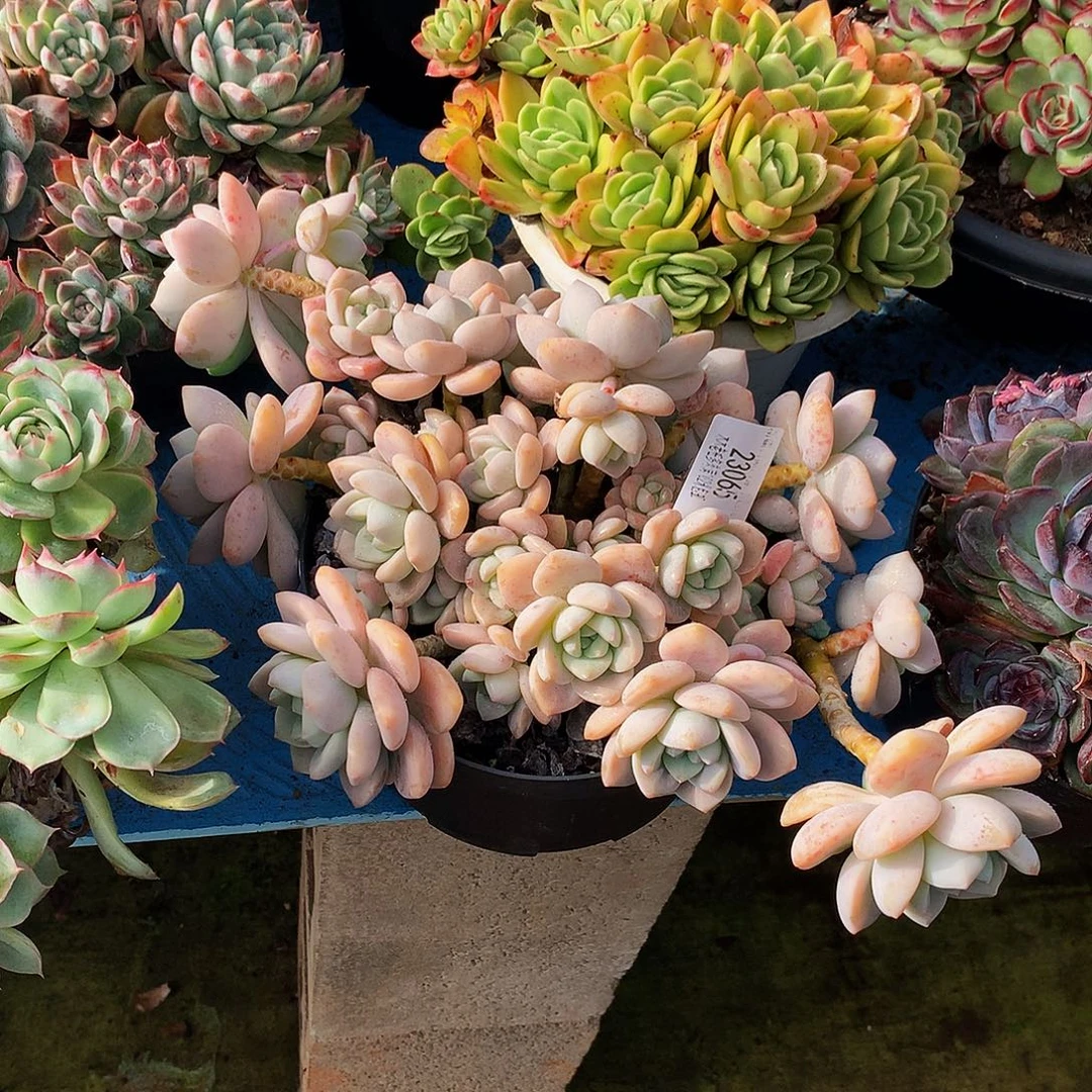 思***彤    露凝香多肉23065