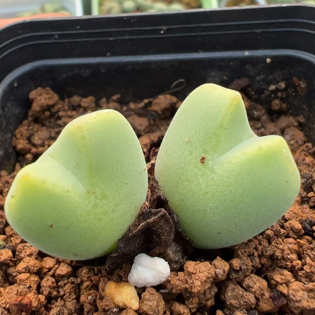 16-149肉锥多肉植物，