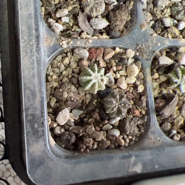 辛顿草球实生哈哈