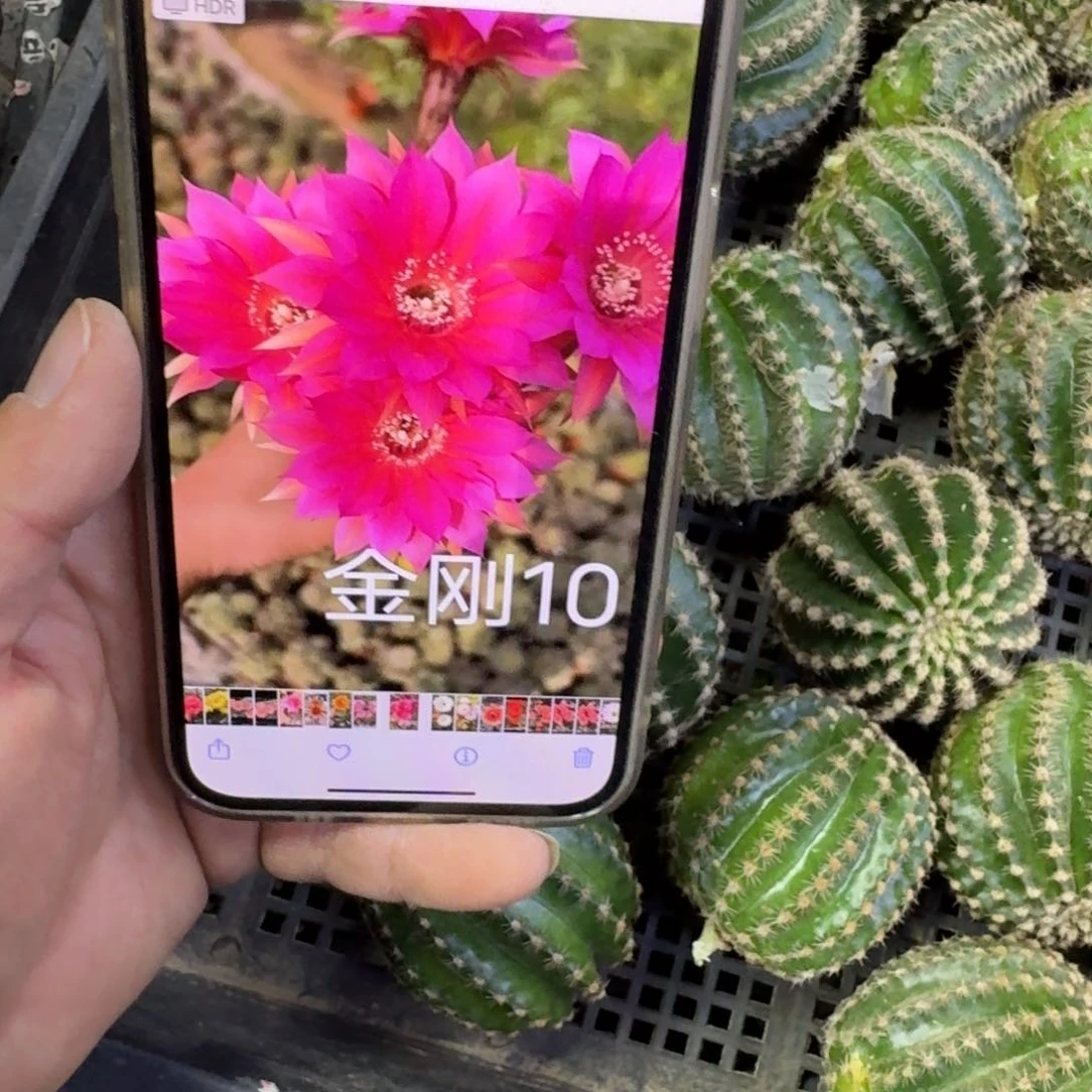 367金刚10歪无根侧牙4公分左右，20包邮