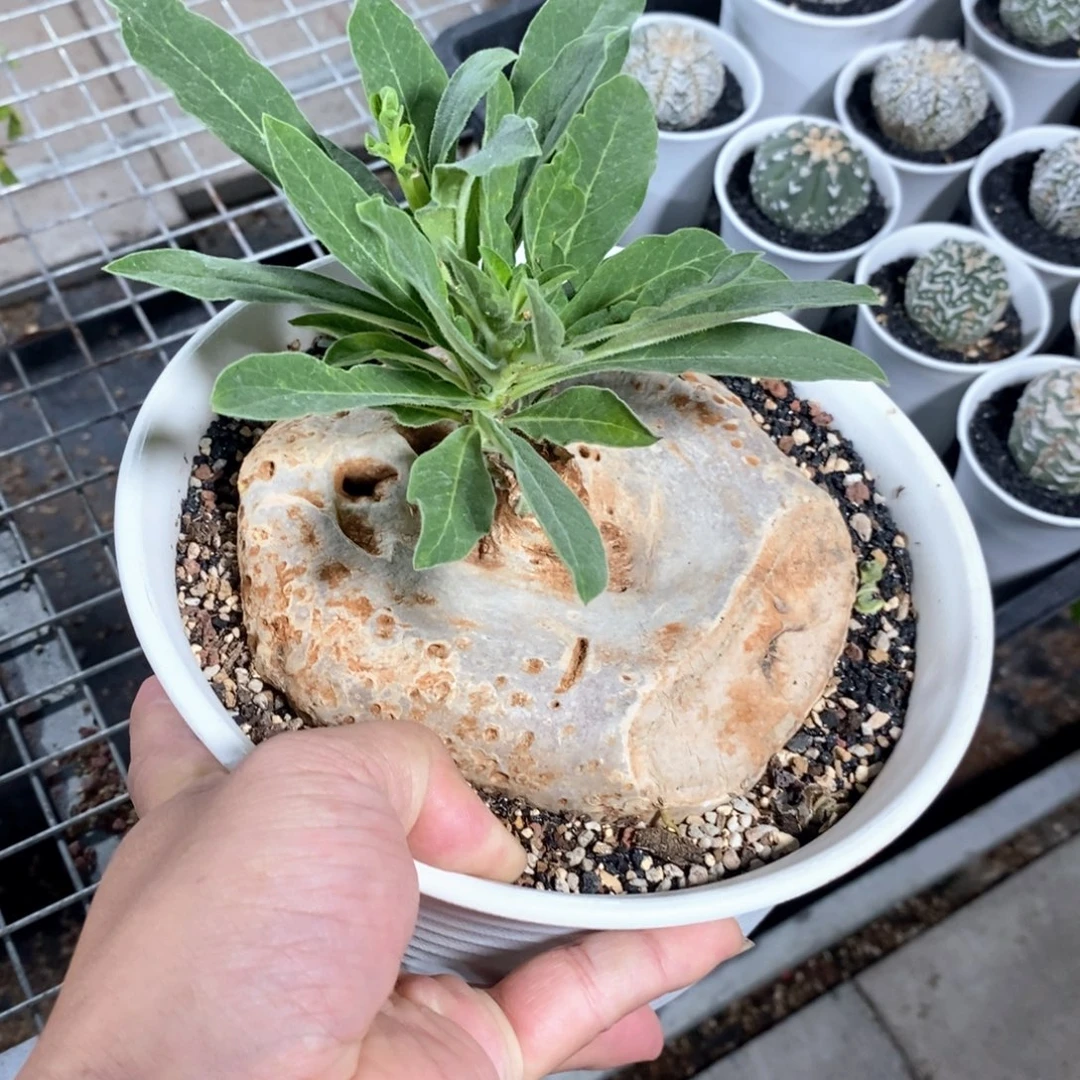 龙卵窟多肉植物一个