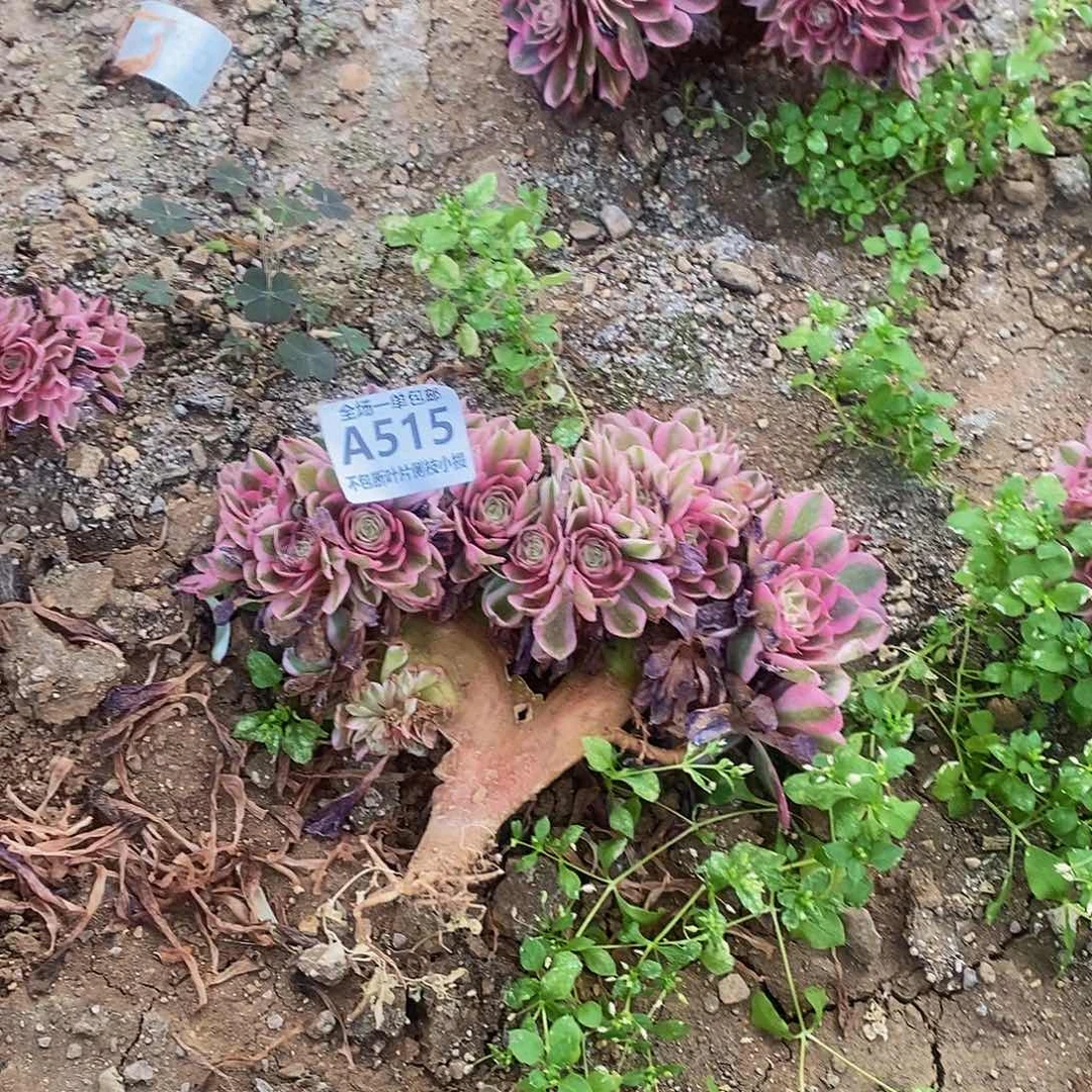 515倾城朵朵缀板子炸口