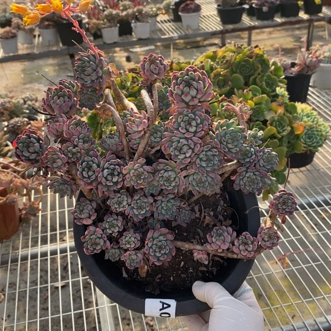 013蓝苹果一物一拍