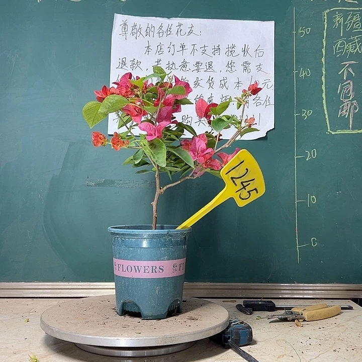 当前无花栽培后可以开花   甜西瓜  1245