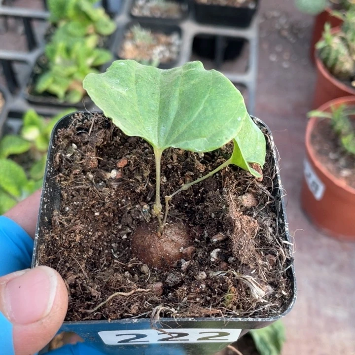 222南非龟甲龙小苗