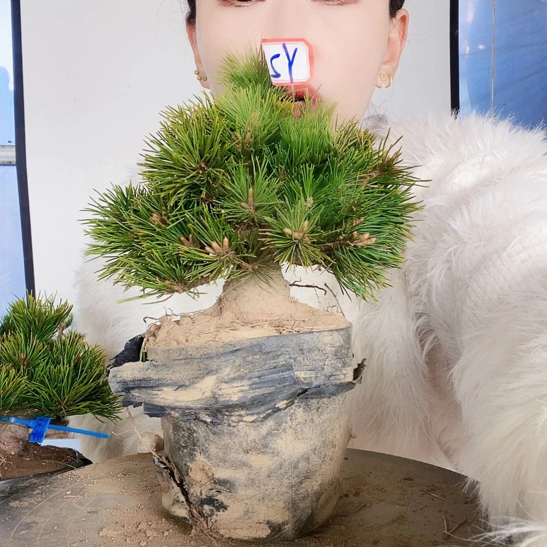 无花朵植物形态多年生草本