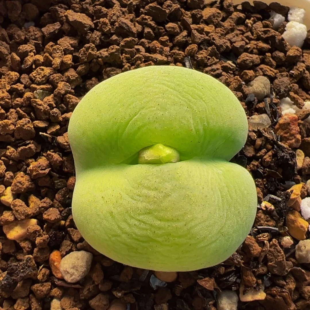 541多肉植物种类多样
