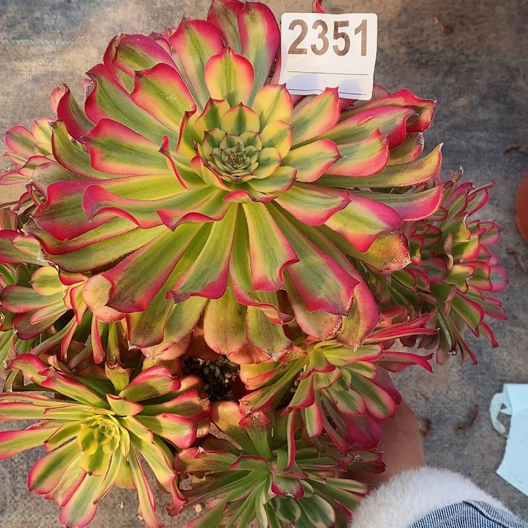 红陶*️**2351舞天姬4多肉