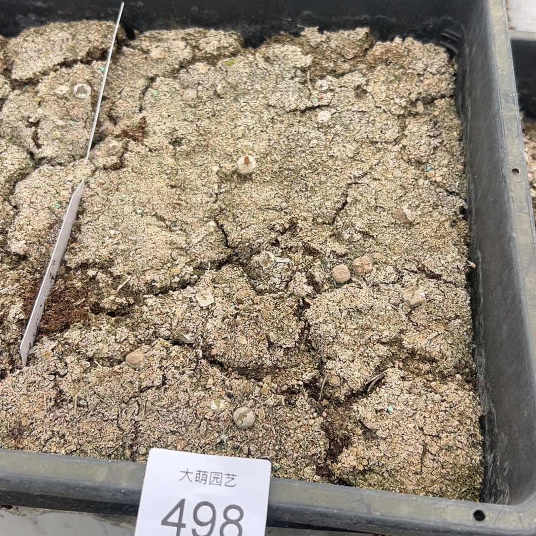 一物一拍脱土发默认有疤。498