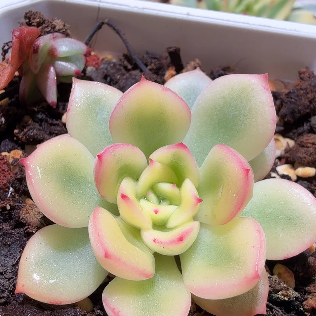 雨燕座锦，多肉植物