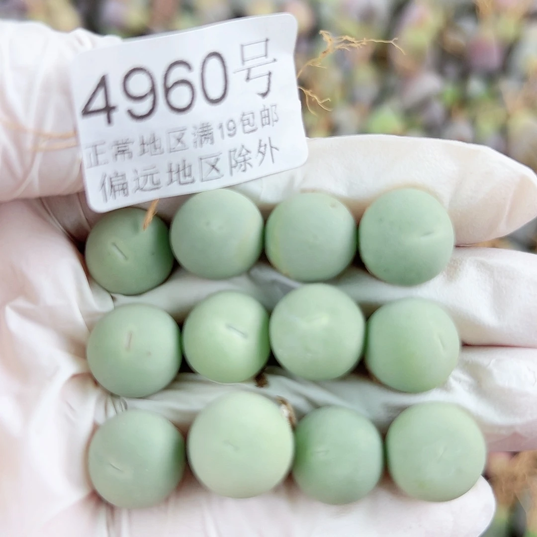 4960两年鸽子蛋12个1cm左右比较小特价