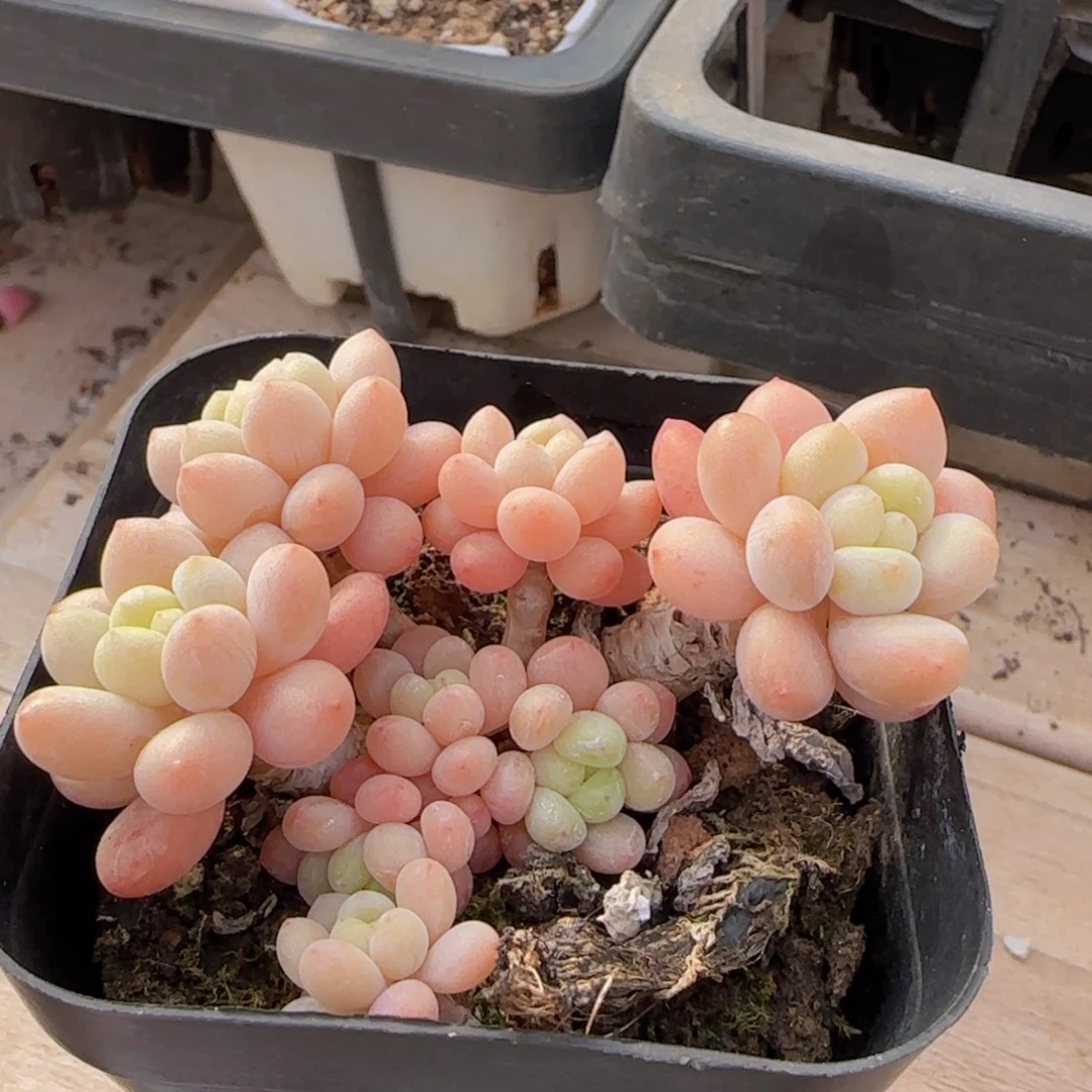 鱼子酱精控一物一拍